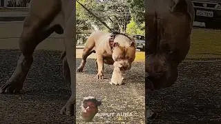Big pitbull Dog #trollface​ #trolling​ #editing​ #trending​ #memes​ #shocking​ #animals​ #pitbull​