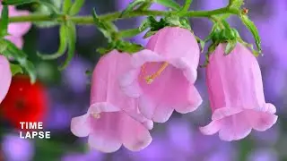 Bellflowers (Campanula) Blooming Timelapse