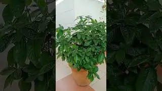 Tea Plants,Camellia Sinensis #grow #plants