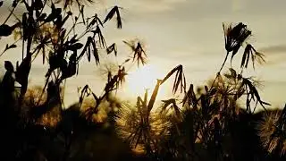 BACKGROUND VIDEO ANGIN SEPOI-SEPOI NO COPYRIGHT