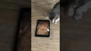 Sylvie and the mouse
