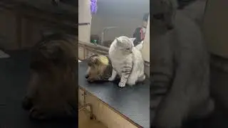 Cat groomer #business #pet #viral #shots