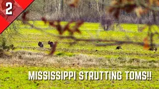 STRUTTING TOMS IN MISSISSIPPI - Mississippi Public Land