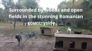 Sadies Dog Rescue Operation Freedom 2022 Campaign
