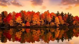 🍂 1 Hour of Cozy Canadian Thanksgiving Ambience 🍁 Fall River, Golden Trees & Autumn Scenery 🌅