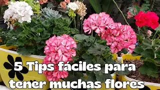 5 Tips para hacer que tus geranios den muchas flores