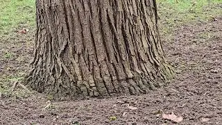 2026-01-21 LJUBLJANA Trg narodnih herojev COLIMBAE PASSERIFORMES Turdus merula KOS