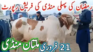 Today Multan Cow Mandi Fresh Latest Update | Cholistani Sahiwal Bachre & Cows | Cow Mandi 2025