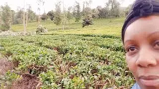 Your tea is grown with lots of accountability in mind #kenya farming #farmlife #october2025 