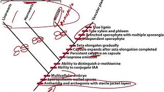 17 Bryophyta