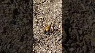 Ants vs Locust