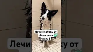 Моя собака облысела часть 3 #бордерколли #окки #болезнь #собака #история #банныйдень #купаниесобаки
