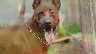 Mengenal Ras Anjing Langka dari Thailand