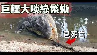 超「鱷」！台灣現存最巨鱷魚大啖綠鬣蜥！移除個體回收再利用！TRG用臉探險 | EP78  | iguana | Taiwan