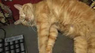 The cat is enjoying rest. The cat is lying down and resting.