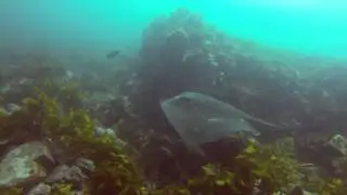 Short Tail Stingray (Dasyatis brevicaudata)