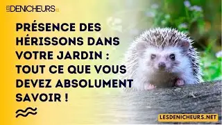 Pr&eacute;sence des h&eacute;rissons dans votre jardin : tout ce que vous devez absolument savoir !
