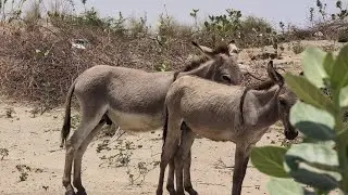  Two donkey 🐴 are hiding behind trees in the sand dunes.