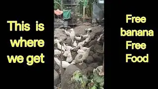 Free Foods for our Ducks, Chicken and Turkey | Free Banaa