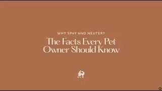 Why You Should Spay or Neuter Your Pet