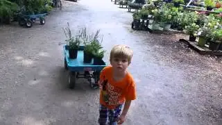Owen picking out May Night Salvia plant at The Growing Place 6-13-15 20150613 123607