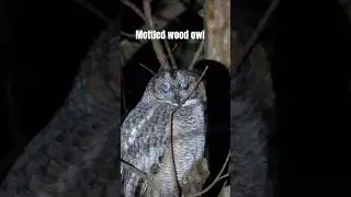 Mottled wood owl call #birds #nature #wildlife #mottledwoodowl#owlsound