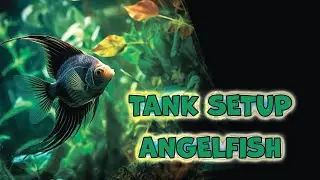 Tank Setup Angelfish - You should know that!