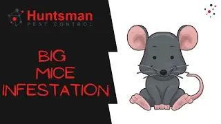 Big mice infestation 🐀🐁 At Huntsman Pest Control we offer you a free inspection