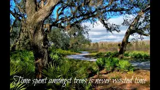 Florida Trail Camera Adventures . Oct 2024