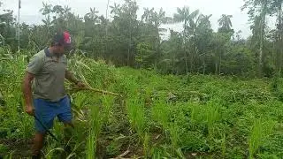 Quebrando milho 🌽🌽🌽 pra pamonha 