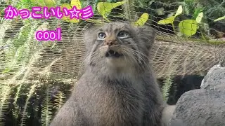のびのびマヌルネコ　展示場が綺麗になったよ 　 cool　manul　cat