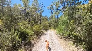 Meditative walk through the forest