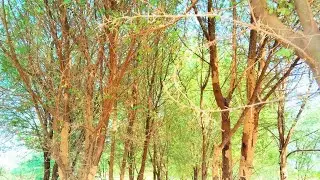 kikar farming|kiker farming techniques|trees farming|acacia farming simulator|acacia tree|کیکر فارمن