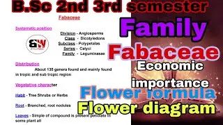 Fabaceae ( Pea Family ) /  Floral Formula and Floral Diagram / Morphology of Flowering Plants