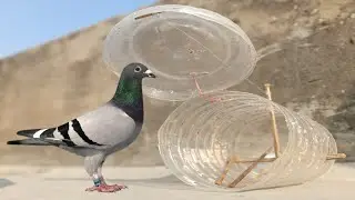 Pigeon Trap in Easy Way Using Plastic Bottle !! Quick Bird Trap !!