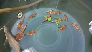 Chelidonichthys ischyrus