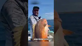 Teasing a marlin #fishing #marlinfishing