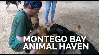 Vegan Travel to Montego Bay Animal Haven