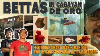 Bettas In Cagayan de Oro