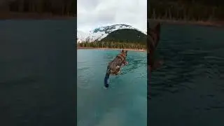 Dog jumping in water | #Dog |#shorts |#SAM shorts.