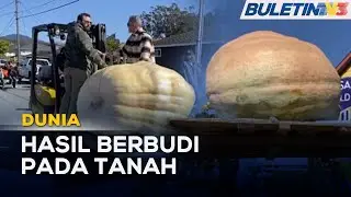 DUNIA | Labu Gergasi Seberat 993.8 Kg