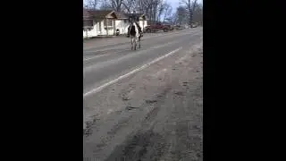 Reno kid safe horse
