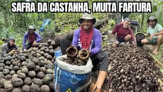 COMO &Eacute; FEITA A COLETA DA CASTANHA DO PAR&Aacute; NA AMAZ&Ocirc;NIA!.
