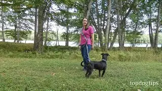 Review: LifeHandle Hands Free Leash Bundle