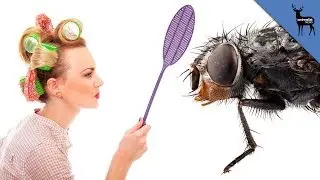 How We Benefit From Flies