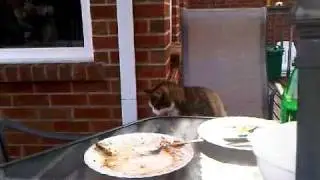 My Cat stealing the steak bone lol