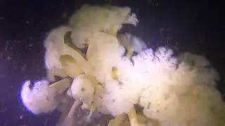 Pylon Covered in White Giant Plumose Anemones at Night