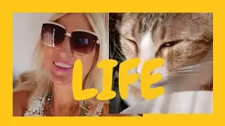 A LITTLE VLOGGY VLOG....CATS, VETS,, DOGS, MARKETS, GRAPES AND SPANISH LIFE 😄😄