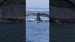 Incoming whale offers a glimpse of its uniqueness #whalewatching #tail #style #unique #jump #iphone
