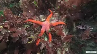 Armpit Blood Star | Vancouver Island | Underwater 4K | Snorkelling | 31 12 2025